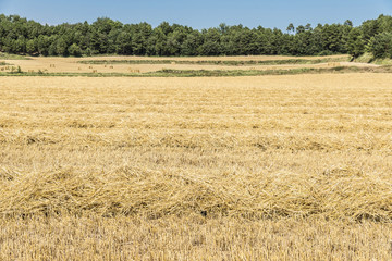 Harvested wheat field