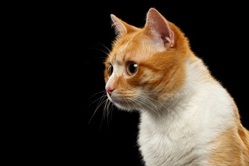 Closeup Ginger Cat in Profile view on Black