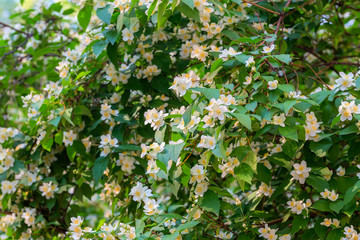 Jasmine branch with flowers.
