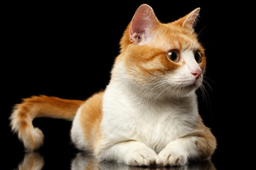 Lying Ginger Cat Surprised Looking at Right on Black Mirror