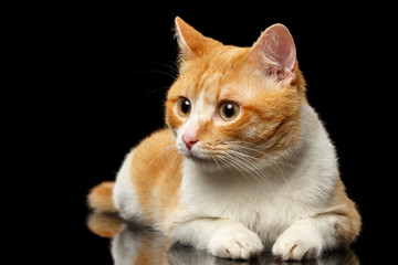 Lying Ginger Cat Surprised Looking at Left on Black Mirror