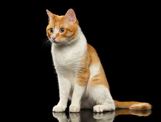 Surprised Ginger Cat Sits on Black Mirror