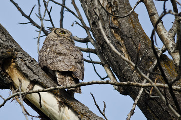 Great Horned Owl Scanning Across the Tree Tops