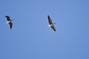 Pair of Greater White-Fronted Geese Flying in a Blue Sky