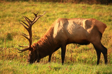 Bull Elk Eating