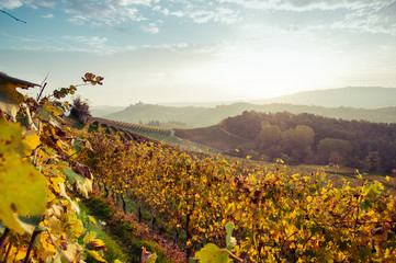 Vigne delle colline delle Langhe in autunno