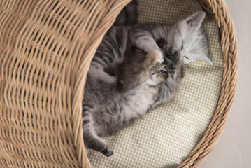 Fototapeta na wymiar Cute kittens playing in wicker bed