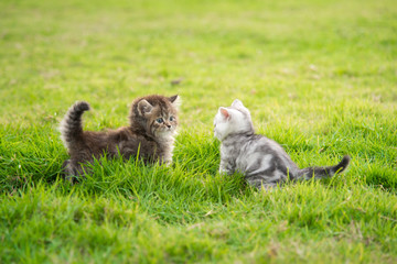 Naklejka na ściany i meble Two kittens playing on green grass