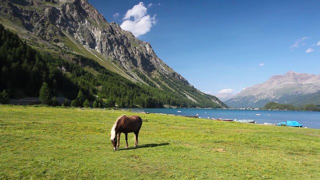 On the pasture near the Lake Sils. It is a lake in the Upper Engadine valley, Grisons, Switzerland.