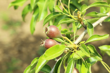 Pears on a tree branch in the garden