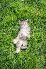 Naklejka premium Cute tabby kitten lying