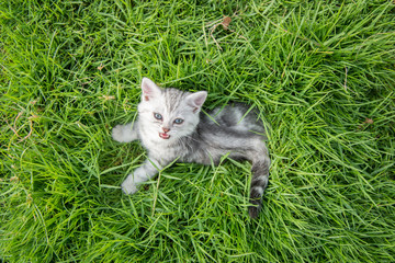 Cute American Shorthair kitten lying