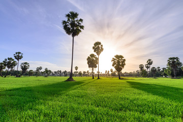 Rice field with palm tree backgrond in morning, Phetchaburi Thai