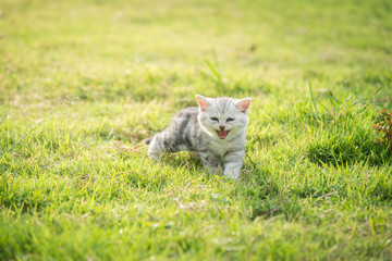 Cute American Shorthair kitten walking