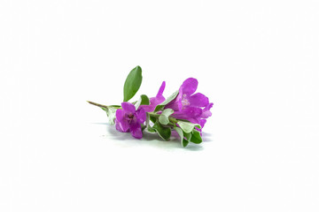 Purple flower isolated on white background