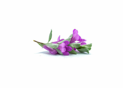 Fototapeta Purple flower isolated on white background