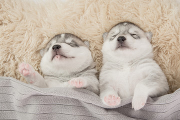 Two of siberian husky puppies sleeping