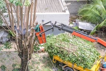 Gardener pruning a tree with chainsaw on crane.