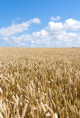 wheat field
