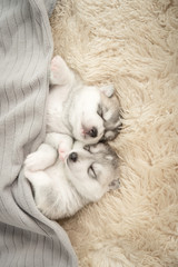 Two of siberian husky puppies sleeping