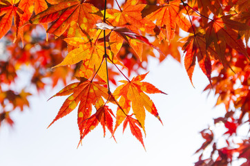 Maple in Korea
