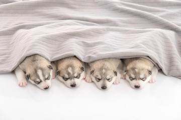 Fototapeta na wymiar Group of siberian husky puppies sleeping