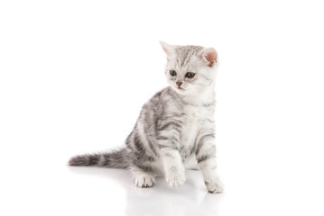 Fototapeta na wymiar Cute American shorthair kitten sitting