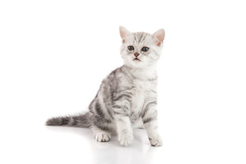 Cute  American shorthair kitten sitting