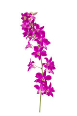 Obraz premium Beautiful orchids on white background