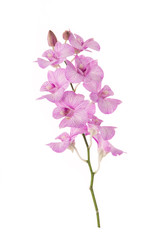 Fototapeta na wymiar Beautiful orchids on white background