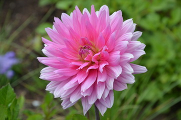 Fototapeta premium Rosa Dahlienblüte im Garten