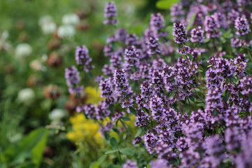 Thyme  meadow