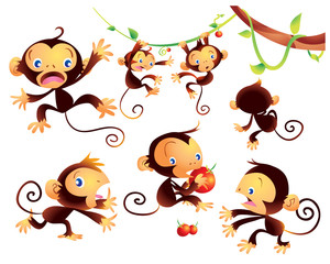 cute monkey