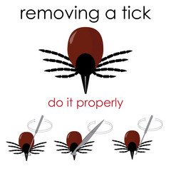 vector infographic illustration on how to properly remove a tick, and avoid lyme disease.