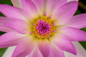 Fototapeta na wymiar Pink lotus