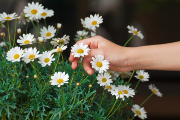 Fototapeta premium Image of the girl's hands, which undermines a white chamomile.