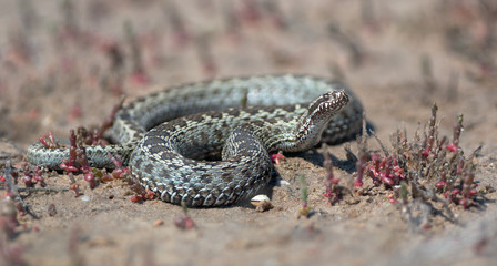 Meadow viper