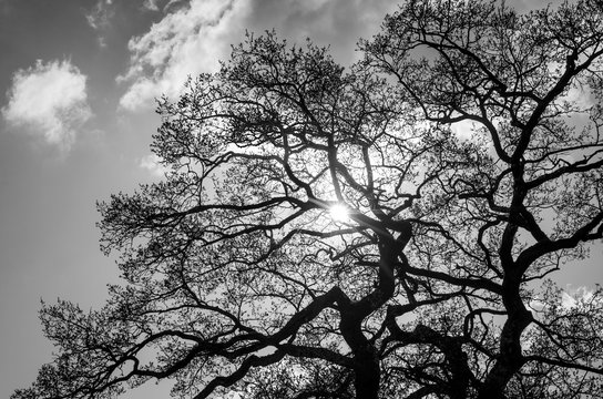 Old oak treetop, black and white