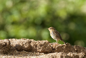 Rougegorge familier juvenile - Juvenile European Robin -