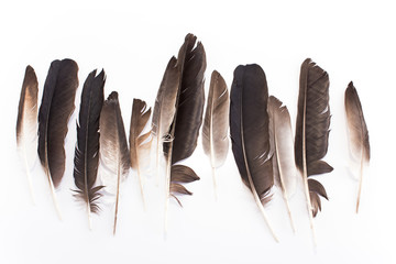 Pigeon feathers