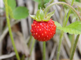 Forest strawberry