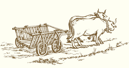 Empty cart drawn by oxen. Vector drawing © Marina