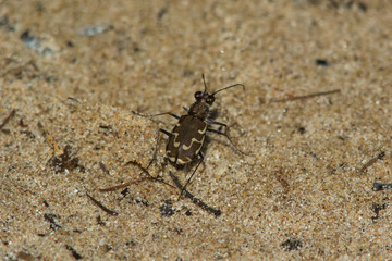 Bronzed Tiger Beetle