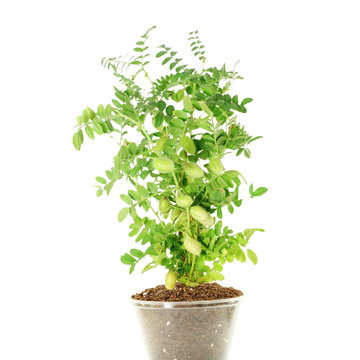 chickpeas green young plant with pod on pure white background