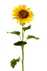 Obraz premium Sunflower isolated on a white background