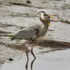 Great Blue Heron Eating Fish