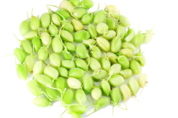 green young chickpeas pod on pure white background