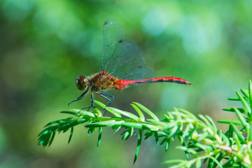 Ruby Meadowhawk