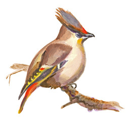 An hand painted illustration on white - Bird, Boheian waxwing