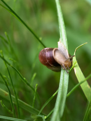 Escargot sur une herbe